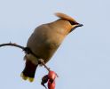 Waxwing090131-061.jpg