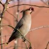 Waxwing090131-078.jpg