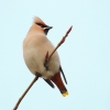 Waxwing_20111222_Lincoln_6593.jpg