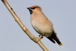 Waxwing~0.jpg