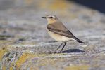 Wheatear.jpg