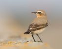 Wheatear090415-059.jpg