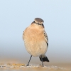 Wheatear110922-5295.jpg