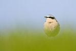 Wheatear2.jpg