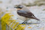 Wheatear_130408.jpg