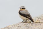 Wheatear_170408.jpg