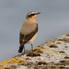 Wheatear~1.jpg