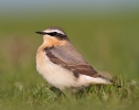 Wheatear~3.jpg