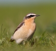 Wheatear~4.jpg