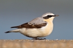 Wheatear~6.jpg