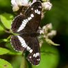 White_Admiral.jpg