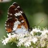 White_Admiral070702-02.jpg