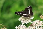 White_Admiral070702-03.jpg