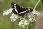 White_Admiral070707-01.jpg