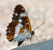 White_Admiral1.jpg