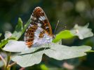 White_Admiral2.jpg