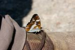 White_Admiral3.jpg