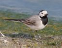 White_Wagtail090421-086.jpg