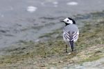 White_Wagtail_130408.jpg