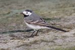 White_Wagtail_140408.jpg