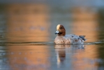 Wigeon~1.jpg