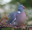 Wood_Pigeon110407-1827.jpg