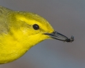 Yellow-Wagtail5b.jpg