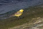 Yellow_Wagtail_140408.jpg