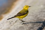 Yellow_Wagtail~0.jpg