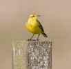 Yellow_Wagtail~1.jpg