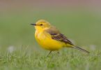 Yellow_Wagtail~2.jpg