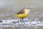 Yellow_Wagtail~3.jpg