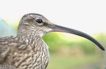 Whimbrel_portrait.jpg