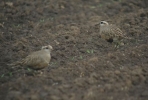 Dotterel41b.JPG