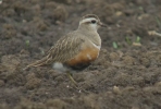 Dotterel45b.JPG