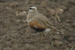 Dotterel52b.JPG