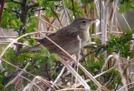 Grasshopper_Warbler19aa.JPG