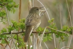 Grasshopper_Warbler26aa.JPG