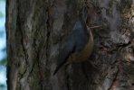 Nuthatch56b.JPG