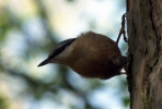 Nuthatch58b.JPG