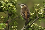 Sedge_Warbler064b.JPG