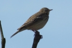 Tree_Pipit56b.JPG