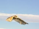 barnowl_3_[640x480].jpg