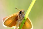 essex_skipper_[640x480].jpg