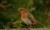 robin_[640x480].JPG