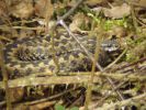 Adder_March_11_2009.jpg