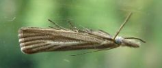 Agriphila_inquinatella.JPG