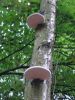 Bracket_fungus_at_NHCP.jpg