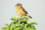 Female_Stonechat.jpg