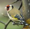 Goldfinch_on_garden_feeder_copy.jpg